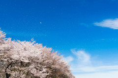 桜吹雪（権現堂桜堤）