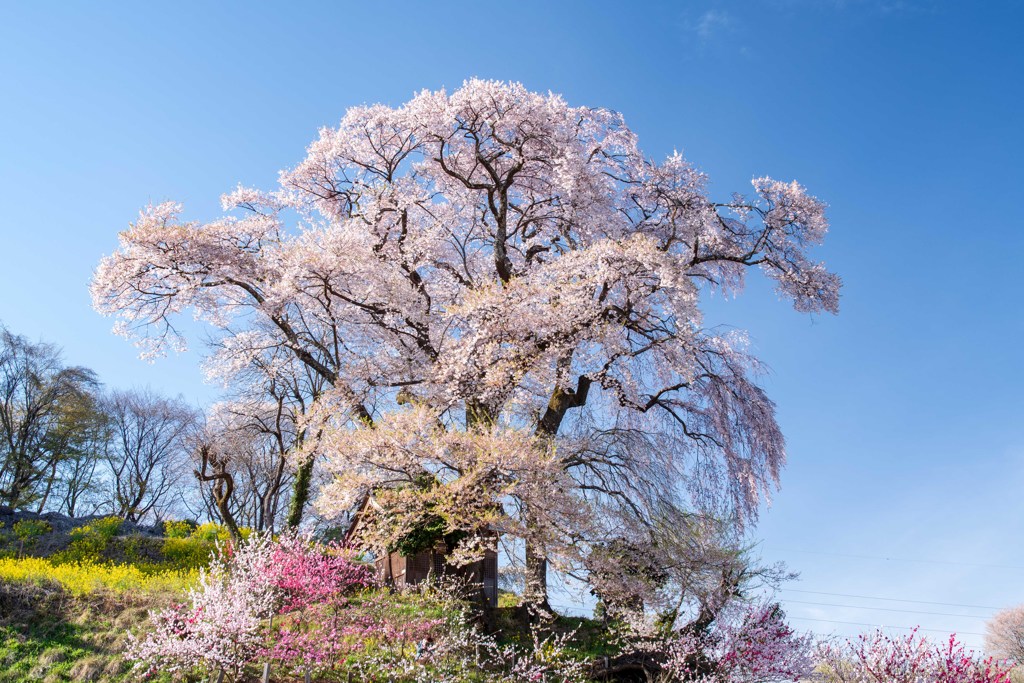 天神夫婦桜（福島県郡山市）