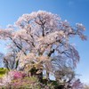 天神夫婦桜（福島県郡山市）