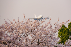 成田さくらの山