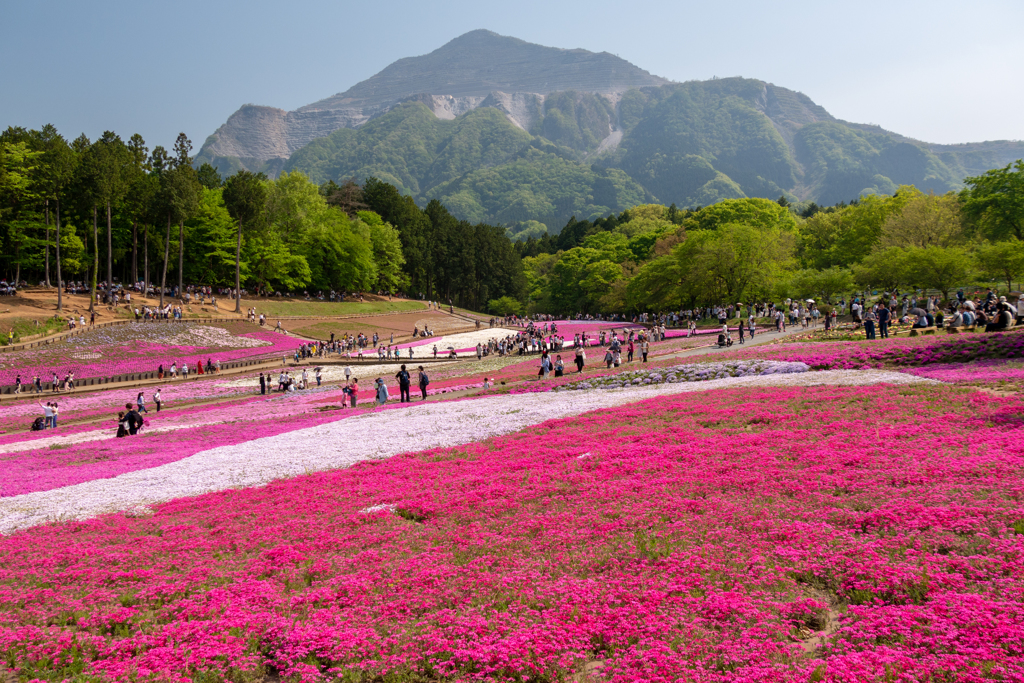 羊山公園の芝桜