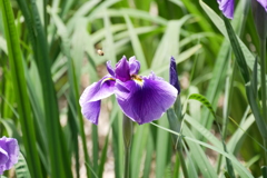 染谷花しょうぶ園（アップで蜂）