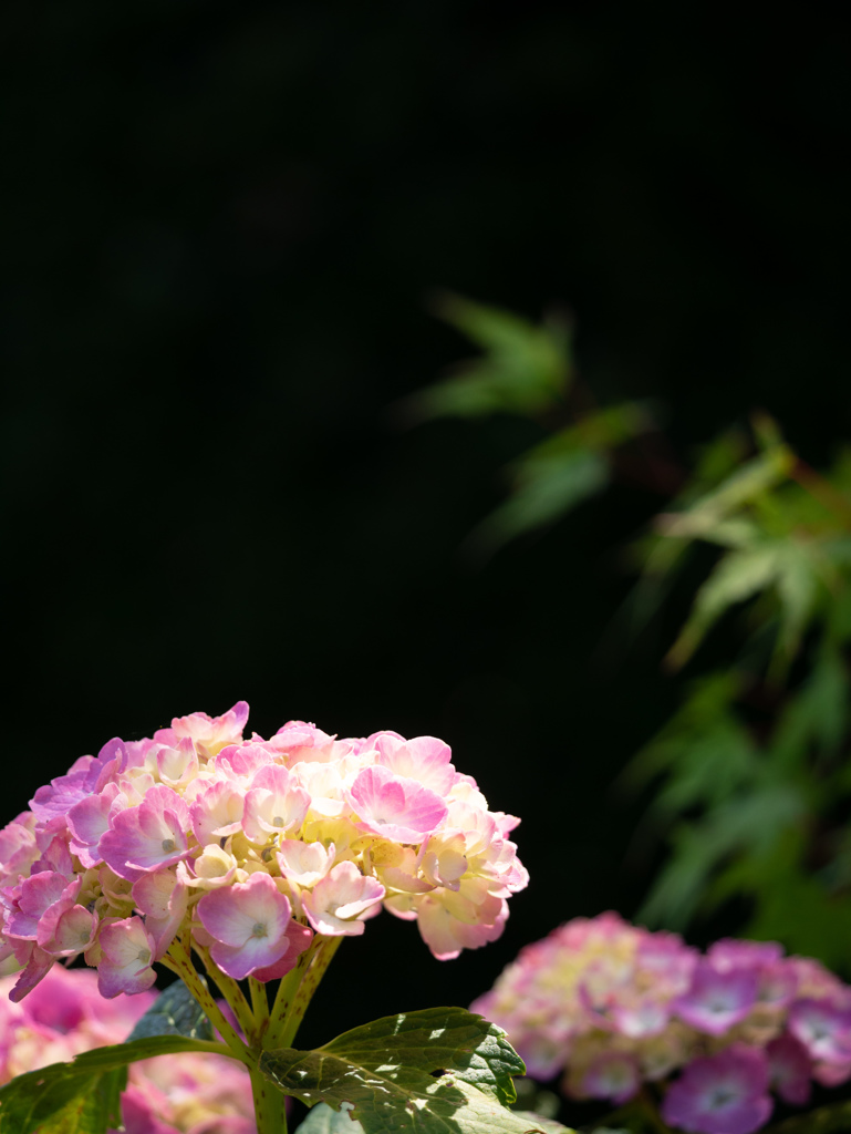 染谷花しょうぶ園