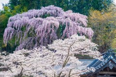 福聚寺（福島県三春町）