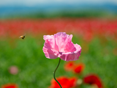 こうのす花まつり　ポピー