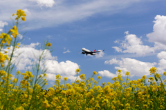 菜の花と飛行機(2)