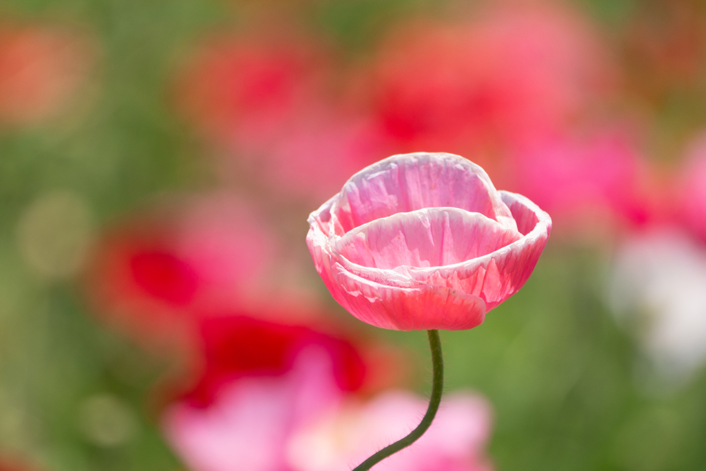 こうのす花まつり　ポピー