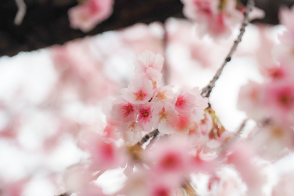 安行桜（密蔵院）