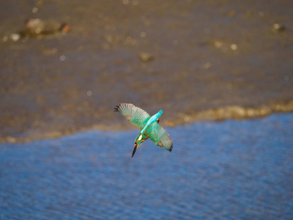 今日のカワセミ