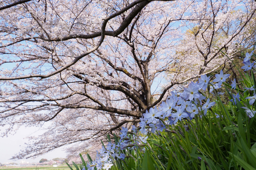 近所の桜