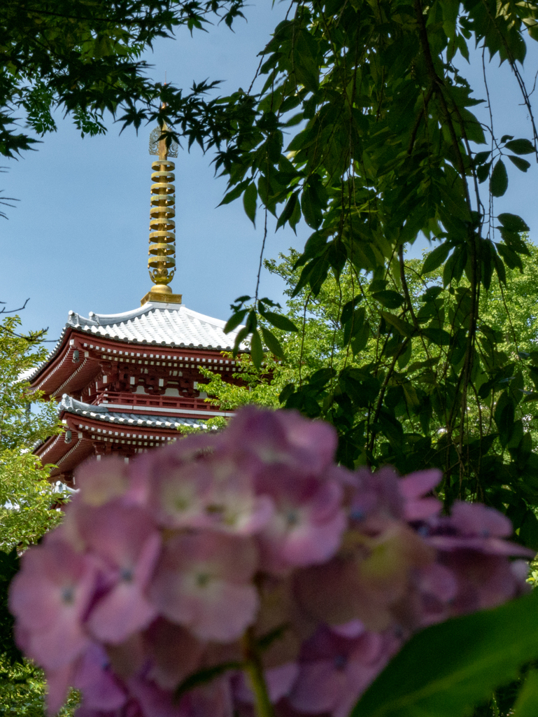 本土寺（あじさい寺）