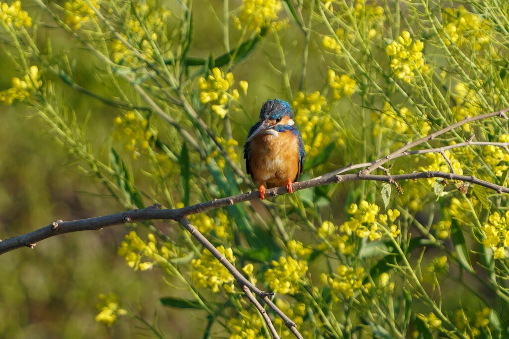 近所の菜の花とカワセミ