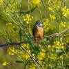 近所の菜の花とカワセミ