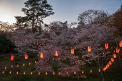 霞ヶ城公園の夜桜