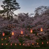 霞ヶ城公園の夜桜
