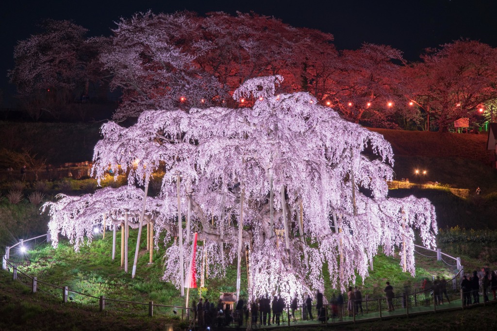 三春の滝桜（ライトアップ）