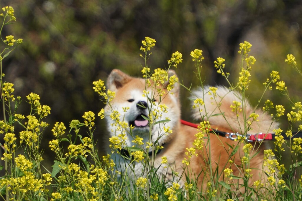 近所の散歩中の秋田犬