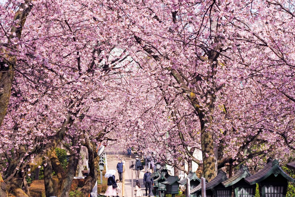 安行桜（密蔵院）