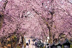 安行桜（密蔵院）