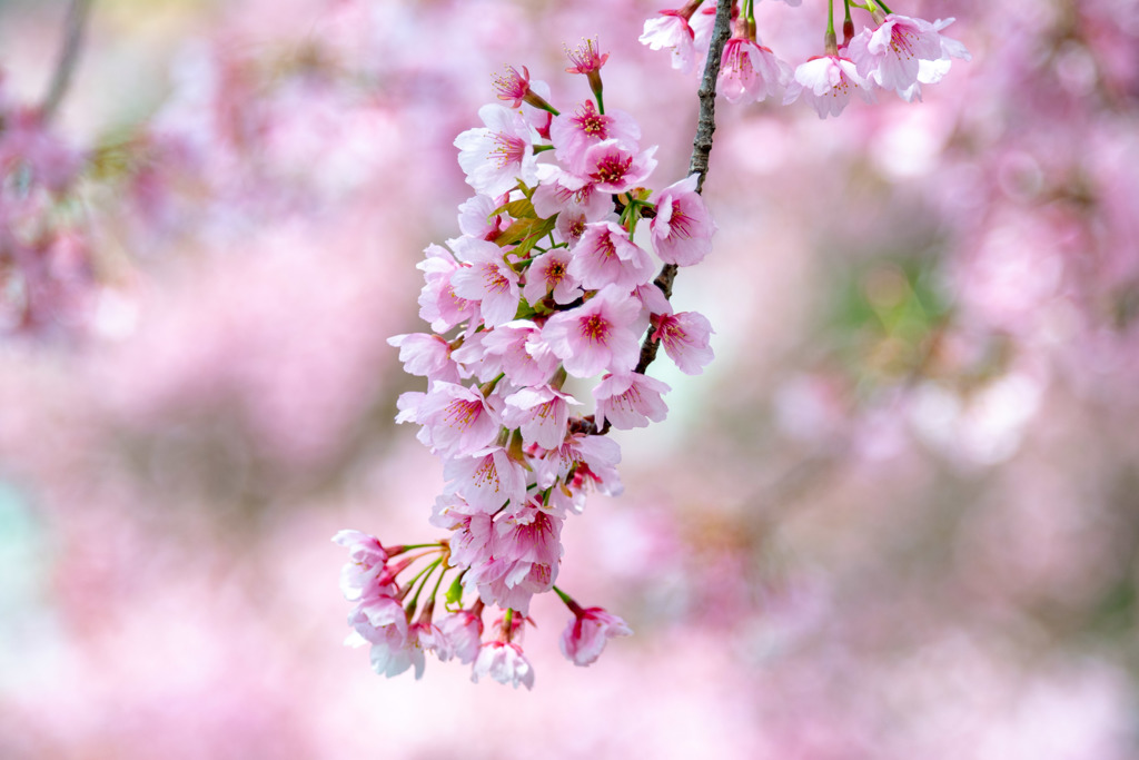 安行桜 - 密蔵院