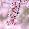 安行桜 - 密蔵院
