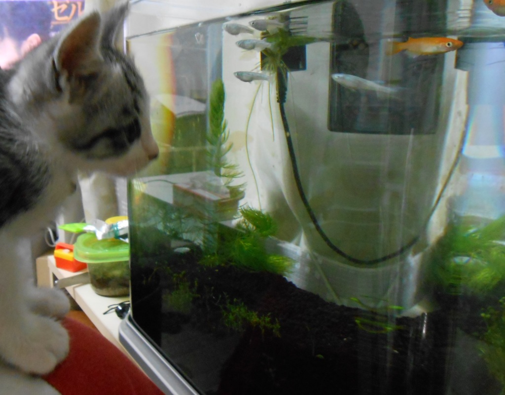 私、お魚、食べれると思う。。