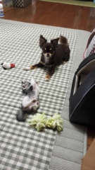 アクビさんお守り中