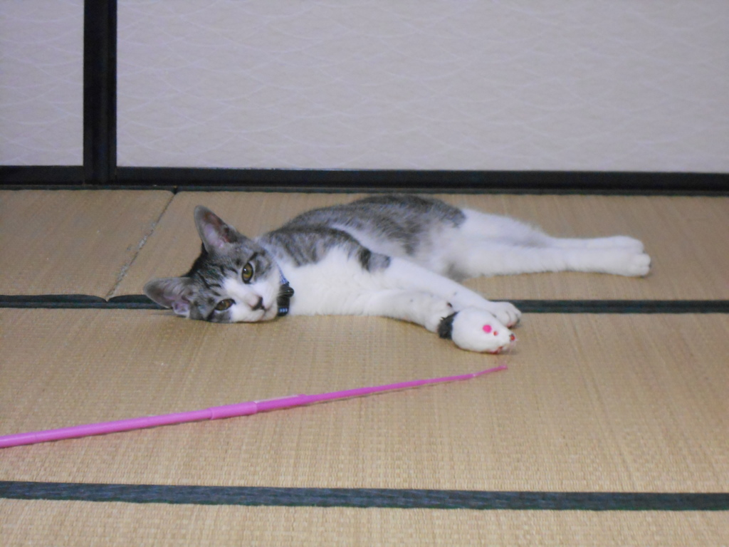 ネズミが動かん。。つまらん。。