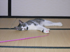 ネズミが動かん。。つまらん。。