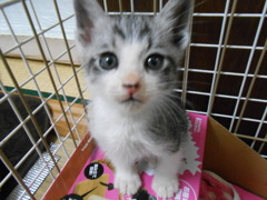 天使がいる！！