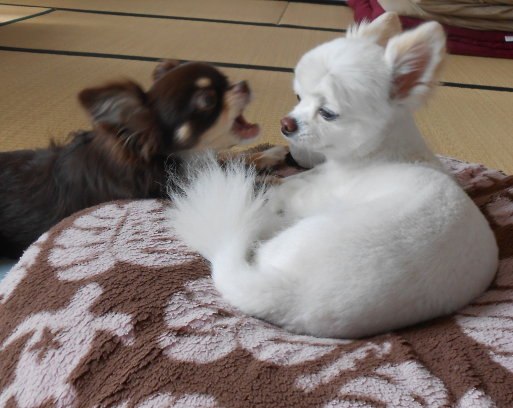 珍しくケンカ中。。無視してるメルさんがすごい。。