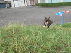 必死！(今、助けに参る！みたいな？顔)