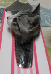 私収まってますけど、なにか？