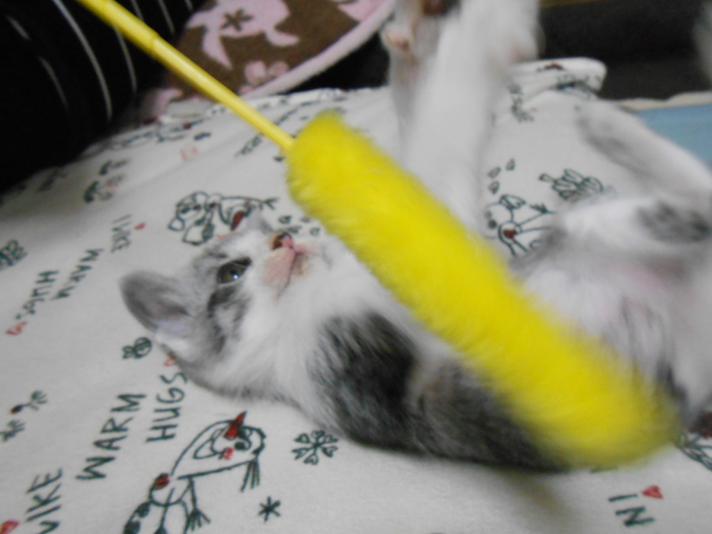 ねこじゃらしとの距離感が。。。大丈夫？