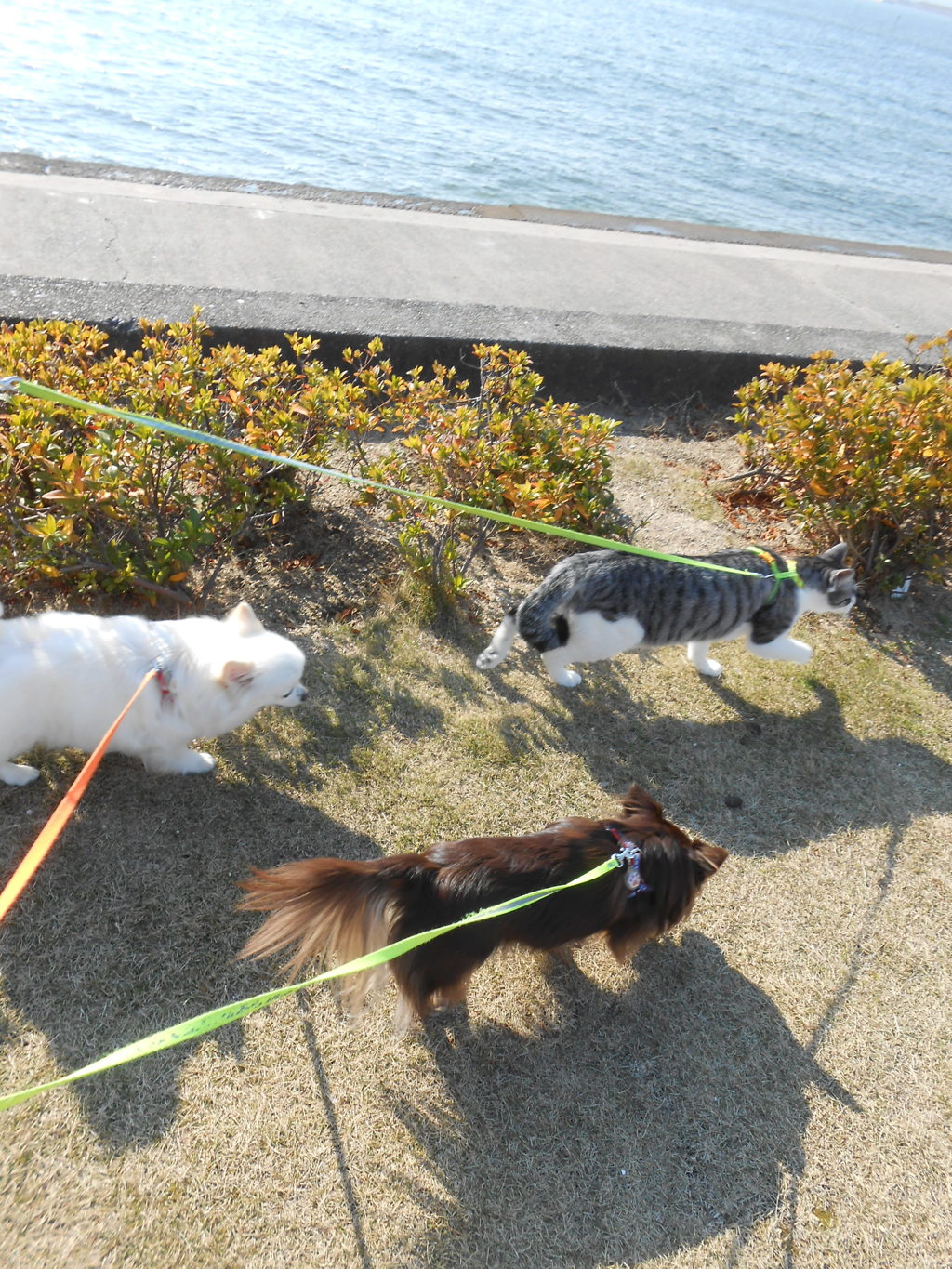 頑張って歩いております。