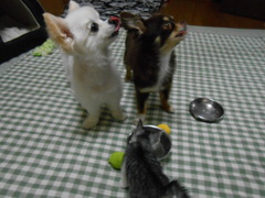 今がチャンス！