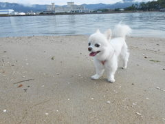 メル