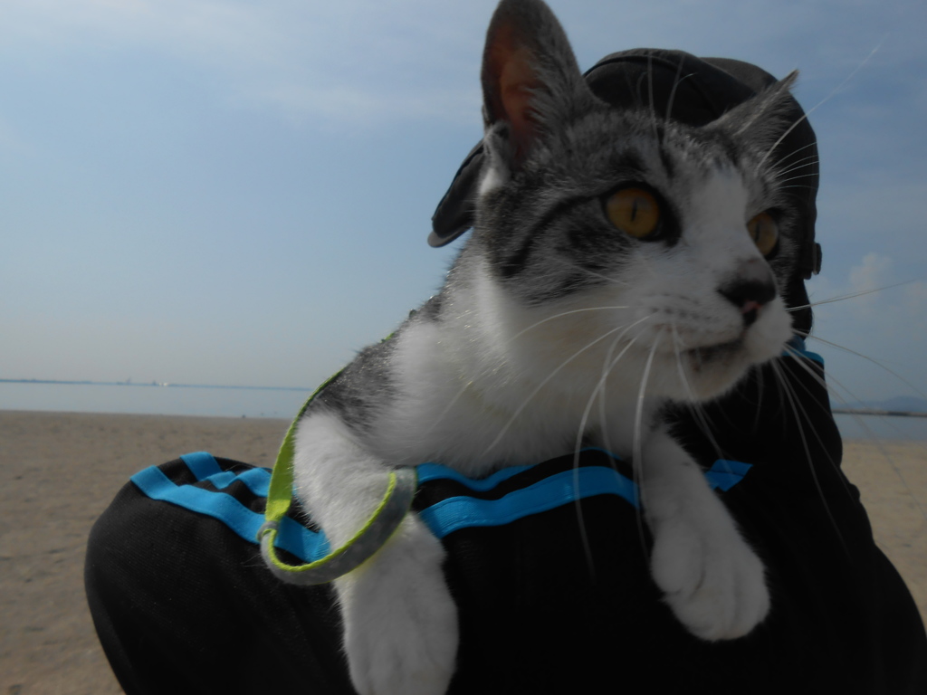 海