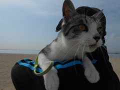 海