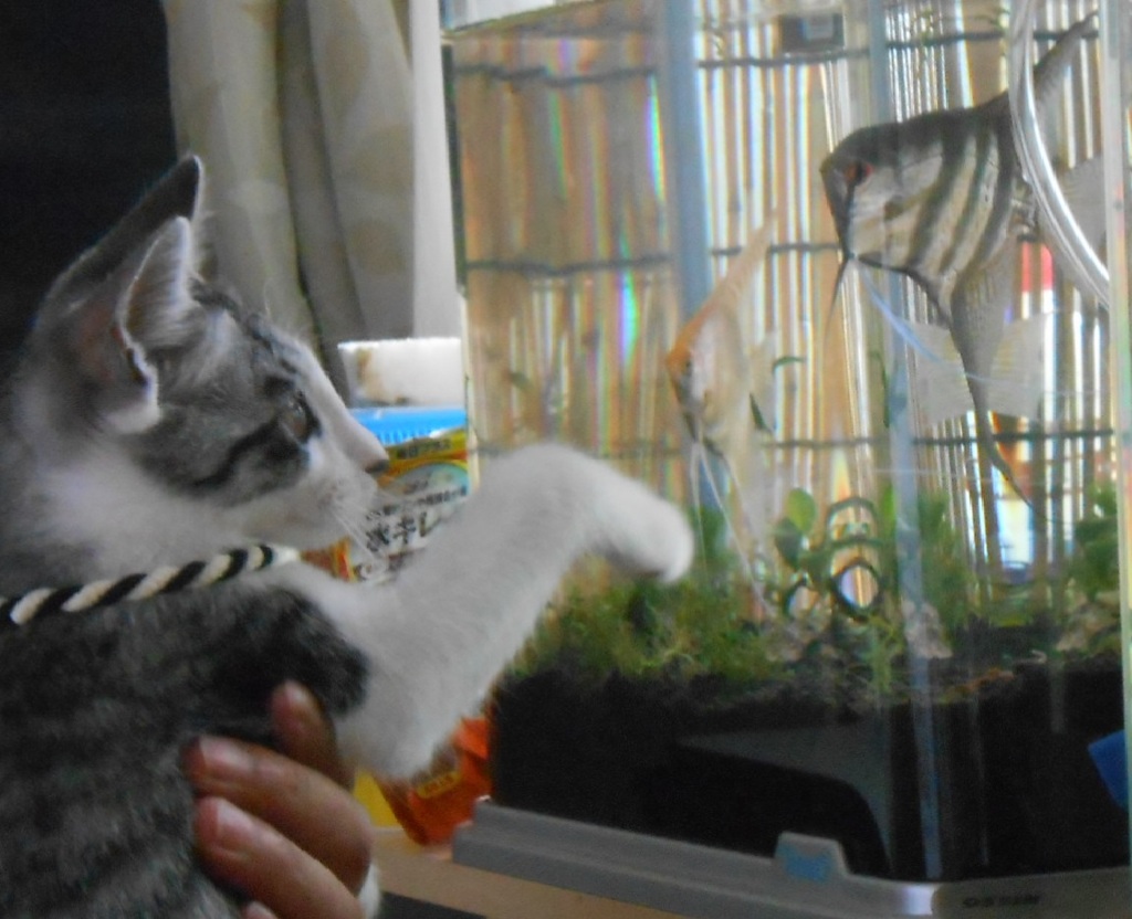 お魚さん。こっちおいで