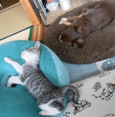 ソラ(猫)とアクビ(チワワ)