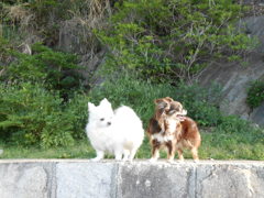 アクちゃんメルちゃん