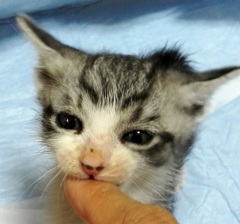 ソラに初めて出会った日