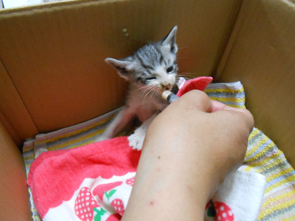 はじめて家に来た日