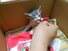 はじめて家に来た日