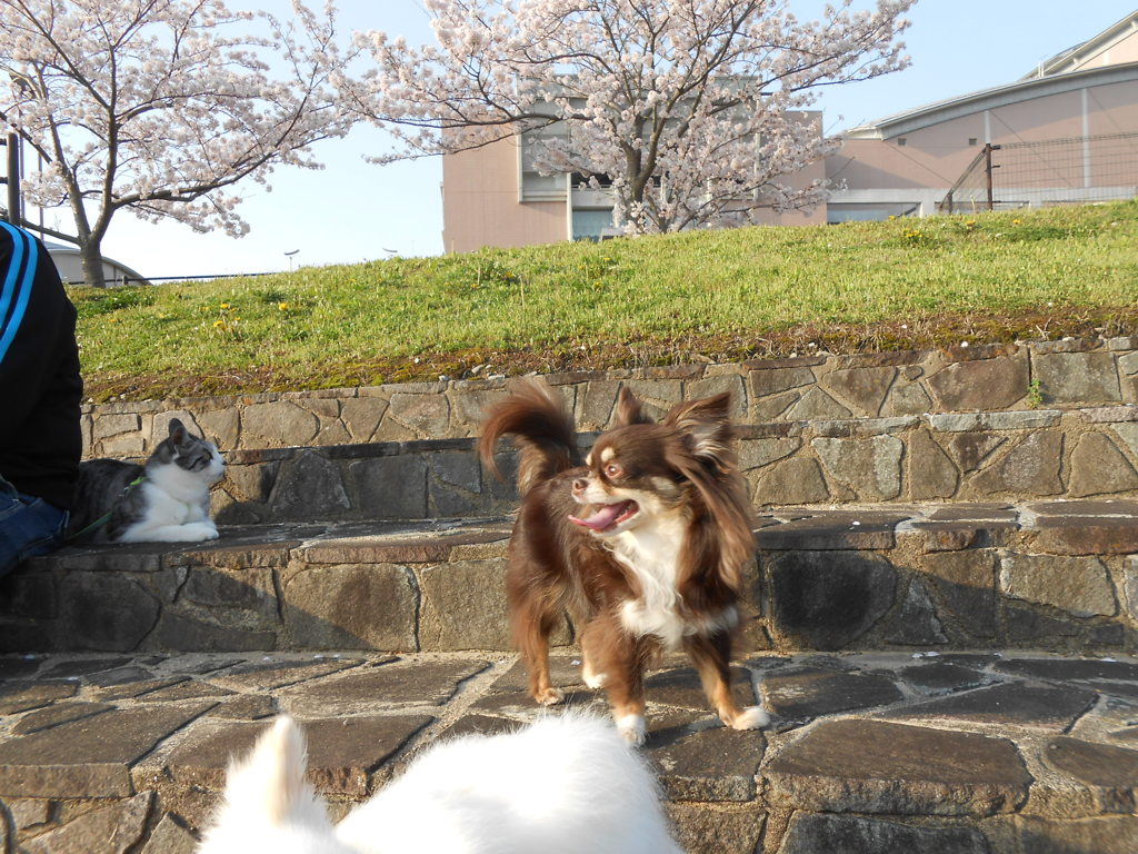 桜