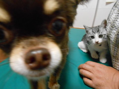 初めての動物病院