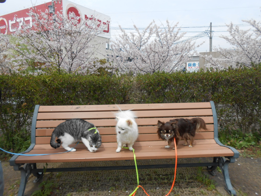 無理か。３shot...