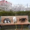 無理か。３shot...