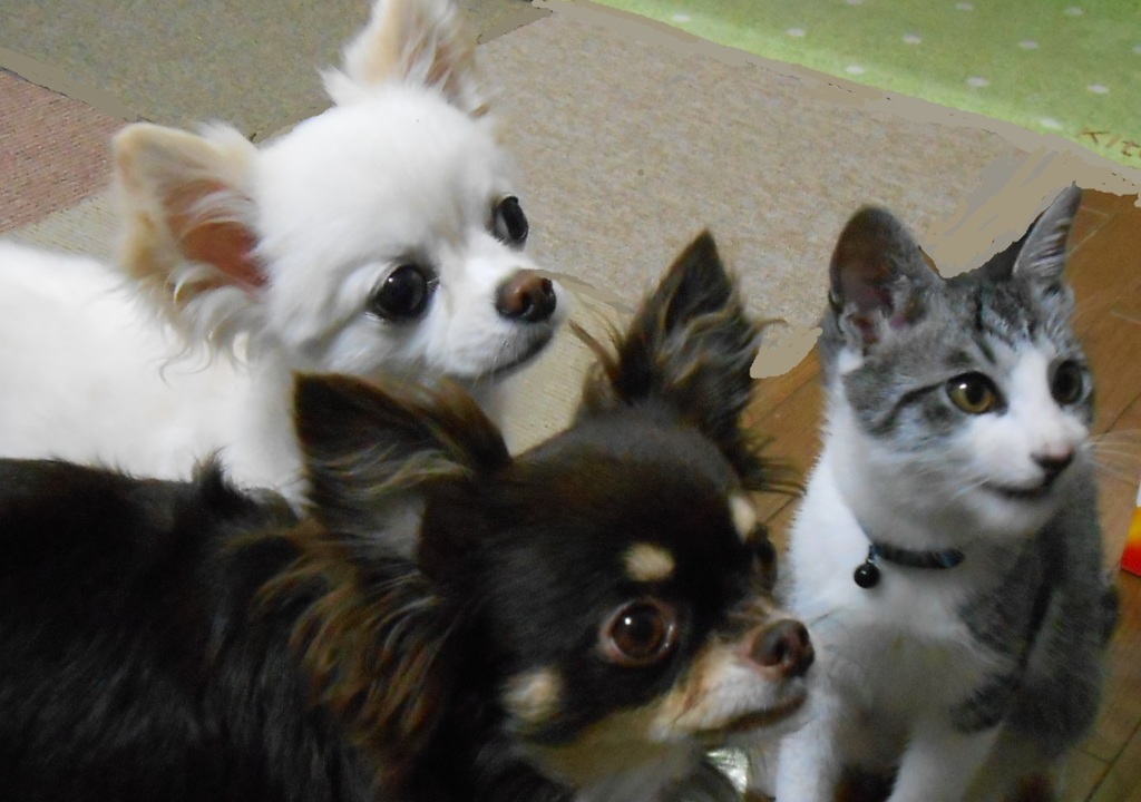 貴重な３ショット